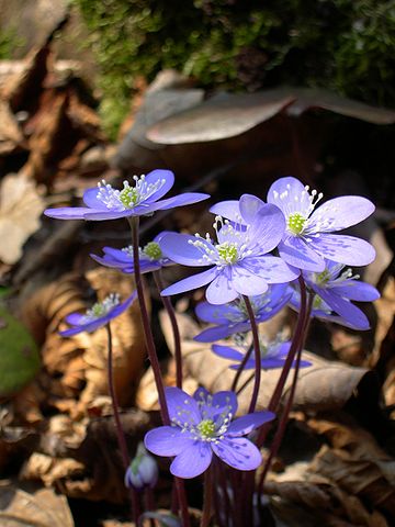 Hepatica nobilis